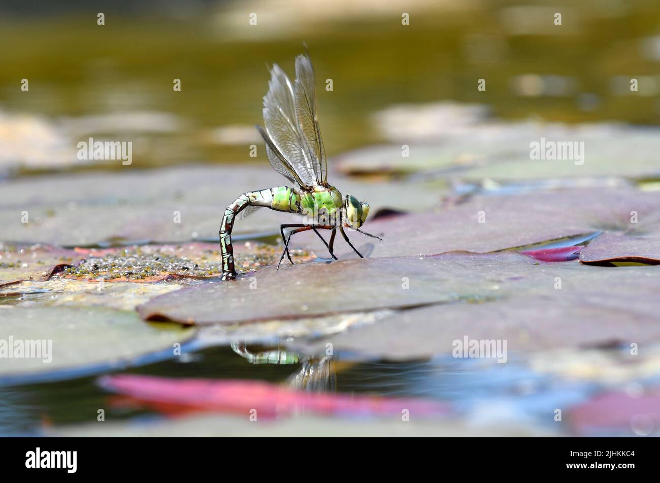Emperor Dragonfly (Anax imperator) uova femmina posa, Gwent, Galles, giugno Foto Stock