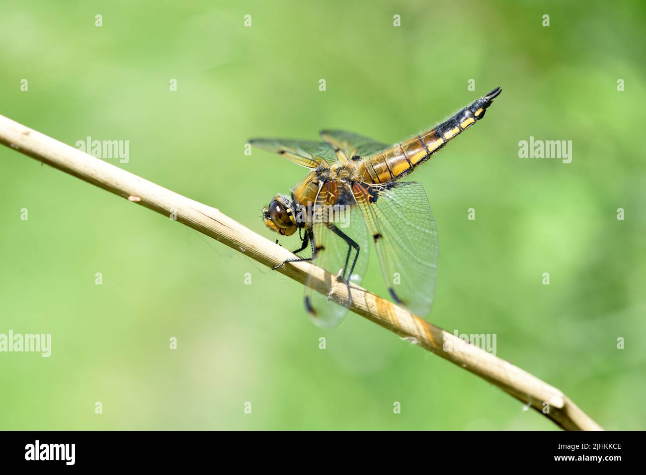 Quattro-spotted Chaser Dragonfly (Libellula quadrimaculata) che riposa sul persico, addome sollevato per raffreddarsi, Somerset, Inghilterra, giugno Foto Stock
