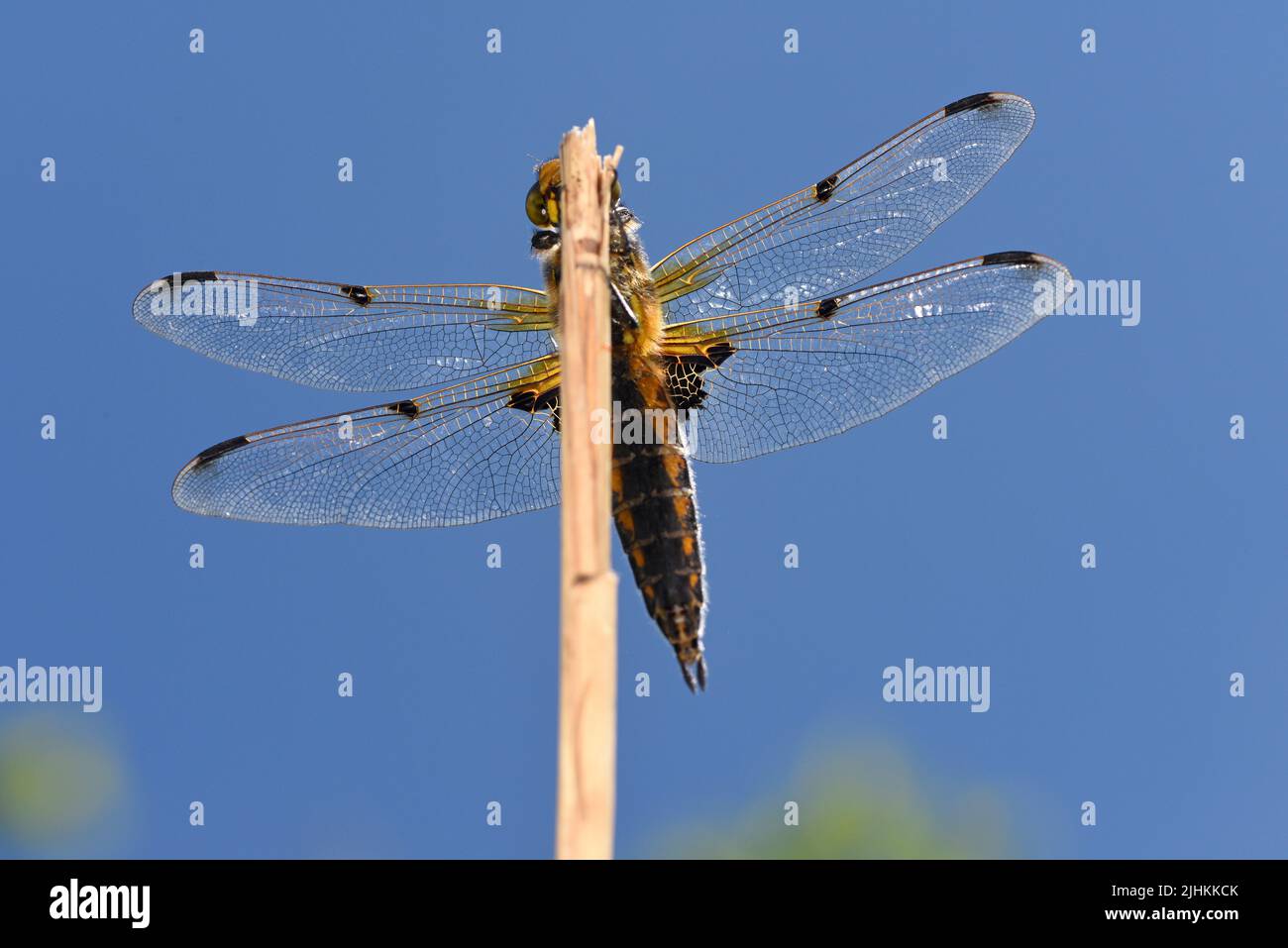 Chaser Dragonfly (Libellula quadrimaculata) a quattro spotted che riposa sul persico, mostrando il particolare disegno delle ali delle vene, Somerset, Inghilterra, giugno Foto Stock