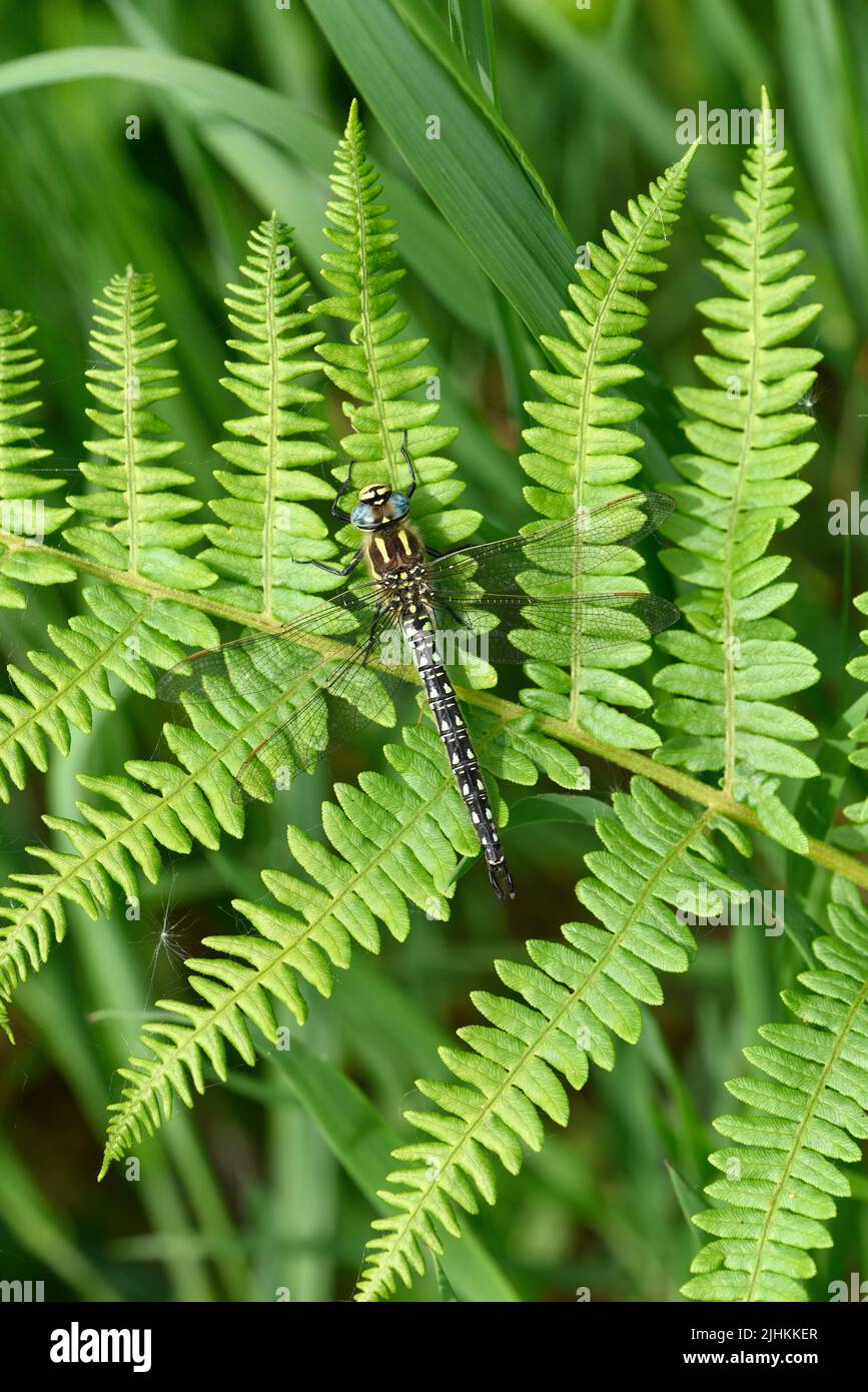 Hairy Dragonfly (Brachytron pratense) maschio a riposo su foglia di felce Somerset, maggio, Inghilterra Foto Stock