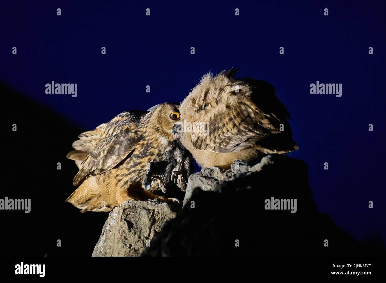 Aquila-gufo eurasiatico (bubo bubo) che alimenta il giovane, Heinsberg, Renania settentrionale-Vestfalia, Germania Foto Stock