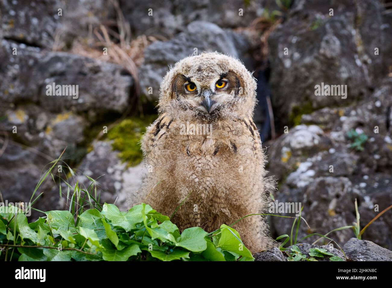 Aquila-gufo Eurasiano (bubo bubo), giovane su una roccia, Heinsberg, Renania Settentrionale-Vestfalia, Germania Foto Stock