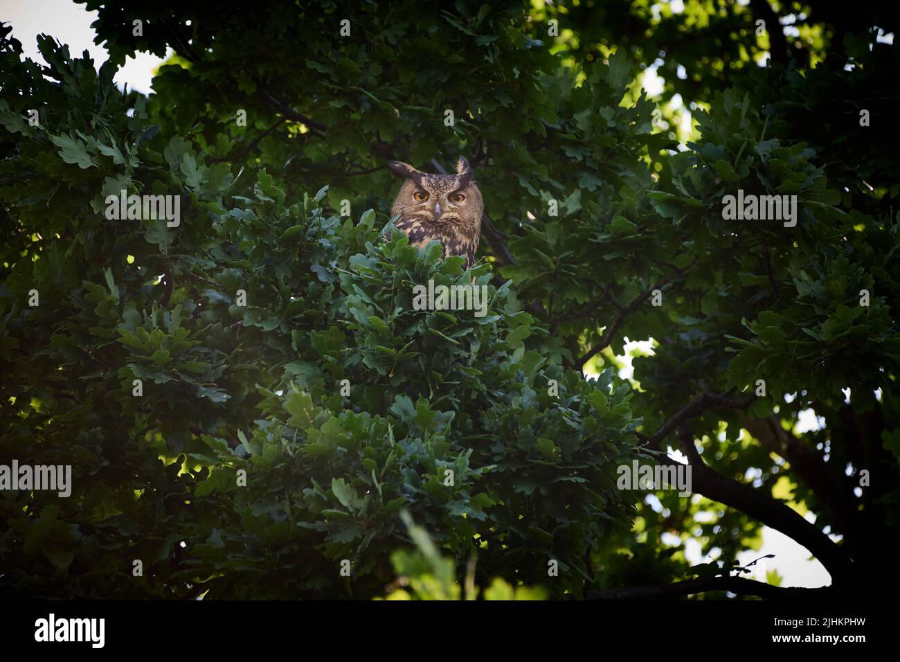 Aquila-gufo Eurasiano (bubo bubo) su un albero, Heinsberg, Renania Settentrionale-Vestfalia, Germania Foto Stock
