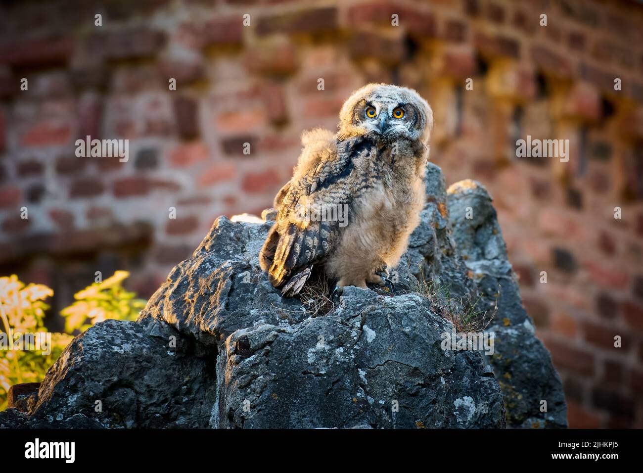 Aquila-gufo Eurasiano (bubo bubo), giovane su una roccia, Heinsberg, Renania Settentrionale-Vestfalia, Germania Foto Stock