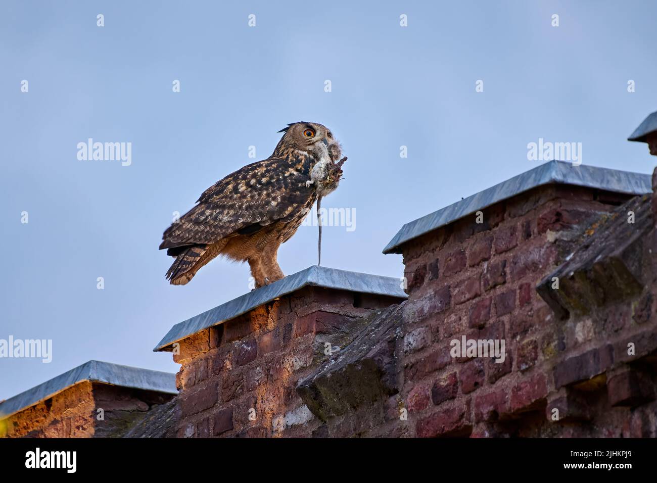 Aquila-gufo Eurasiano (bubo bubo) con preda su un tetto, Heinsberg, Renania Settentrionale-Vestfalia, Germania Foto Stock