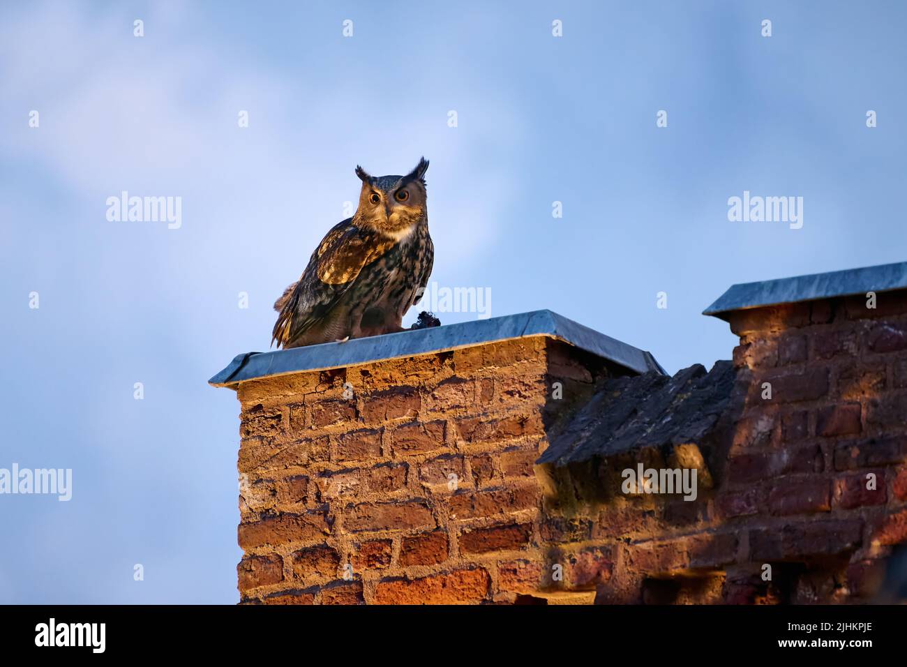 Aquila-gufo Eurasiano (bubo bubo) con preda su un tetto, Heinsberg, Renania Settentrionale-Vestfalia, Germania Foto Stock