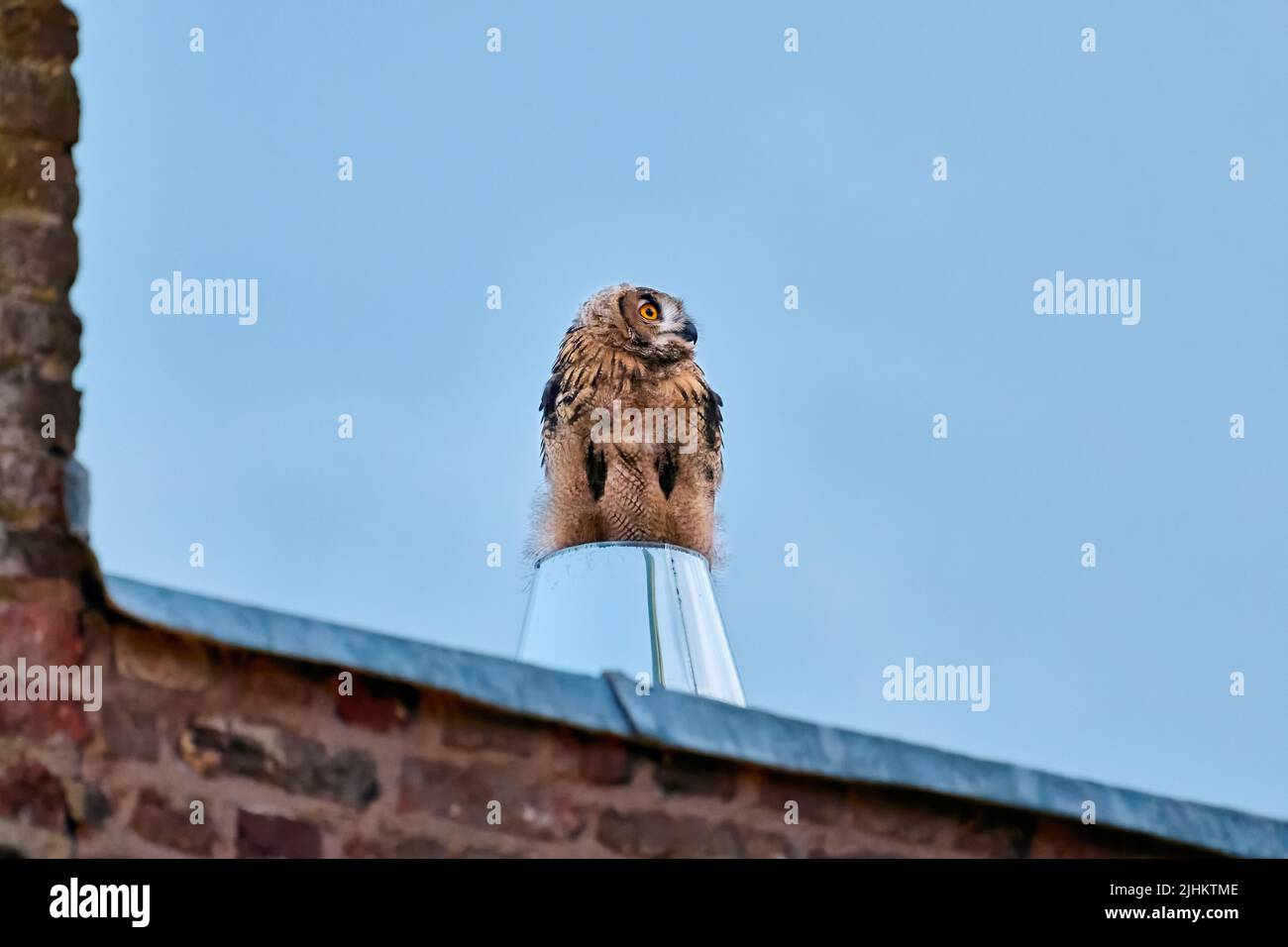 Aquila-gufo Eurasiano (bubo bubo), giovane su un camino di metallo, Heinsberg, Renania settentrionale-Vestfalia, Germania Foto Stock