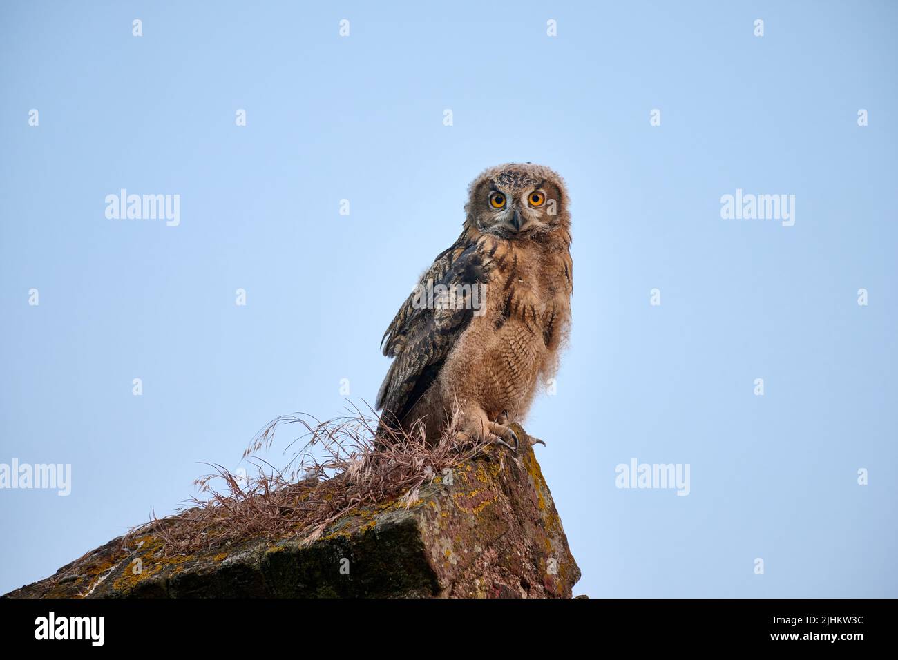 Aquila-gufo Eurasiano (bubo bubo), giovane su un muro, Heinsberg, Renania settentrionale-Vestfalia, Germania Foto Stock