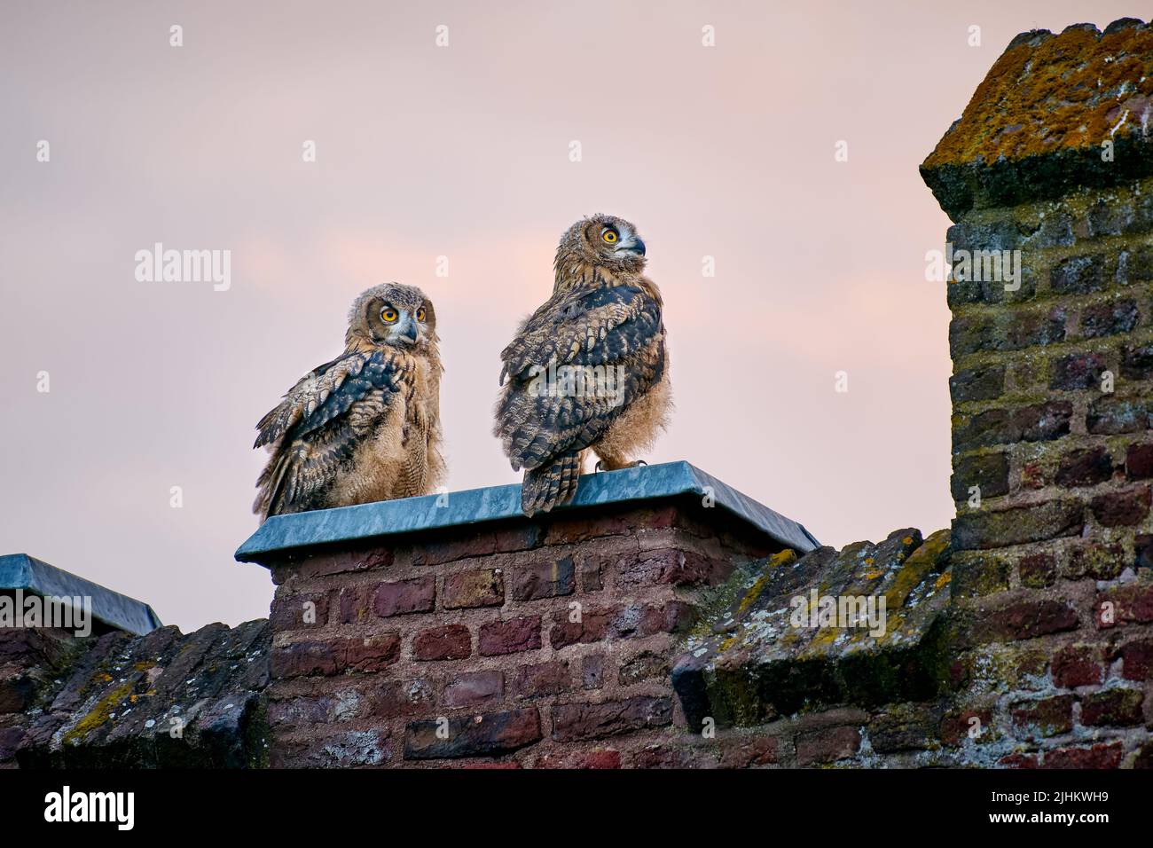Aquila-gufo Eurasiano (bubo bubo), due giovani su un muro, Heinsberg, Renania settentrionale-Vestfalia, Germania Foto Stock