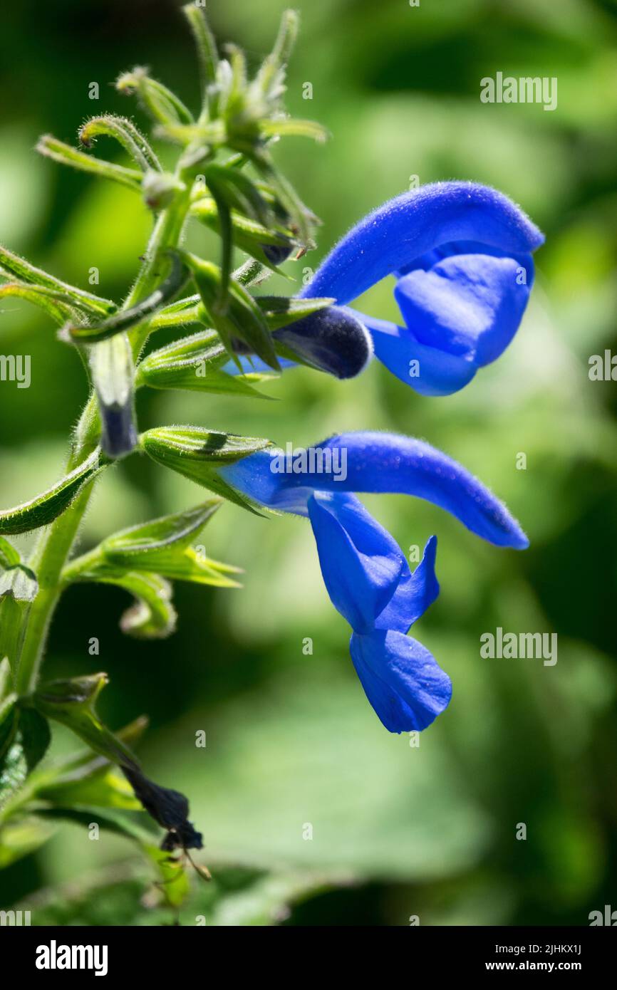 Salvia patens 'Angelo Blu' Fiore, Salvia 'Angelo Blu', Salvia Sage gentile Foto Stock