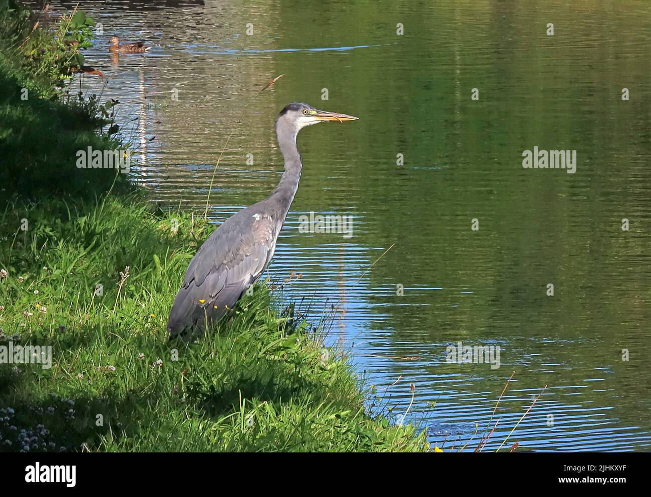 Heron Wildlife sulla riva del canale di Bridgewater, Grappenhall/Thelwall, Warrington, Cheshire, Inghilterra, Regno Unito, WA4 2TB Foto Stock