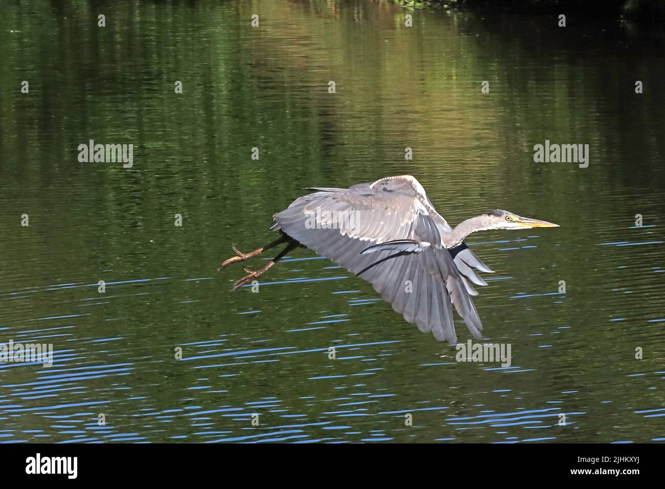 Flying Heron Wildlife sulla riva del canale Bridgewater, Grappenhall/Thelwall, Warrington, Cheshire, Inghilterra, Regno Unito, WA4 2TB Foto Stock