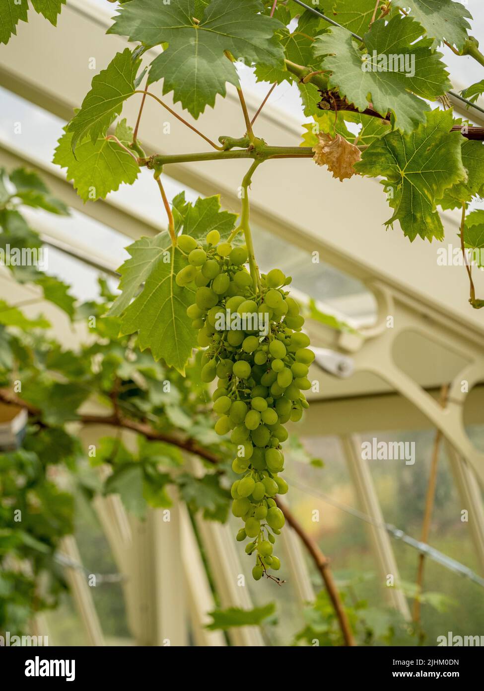 Grappoli di uve verdi appesi alla vite in una serra britannica. Foto Stock