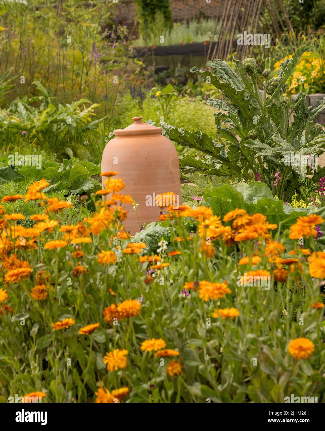 Forcer in terracotta in un giardino inglese con marigolds arancioni in primo piano. Foto Stock