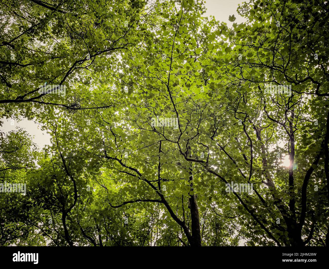 Guardando in su in un baldacchino di alberi in un bosco britannico. Foto Stock