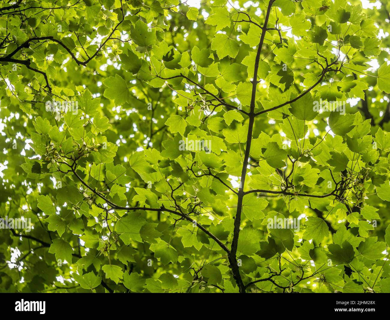 Guardando in su in un baldacchino di alberi in un bosco britannico. Foto Stock