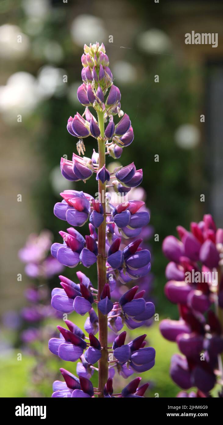 Lupin viola (Lupinus) testa di fiore Foto Stock