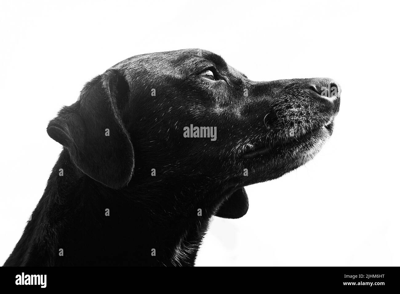 Primo piano del cane senza fissa dimora Foto Stock