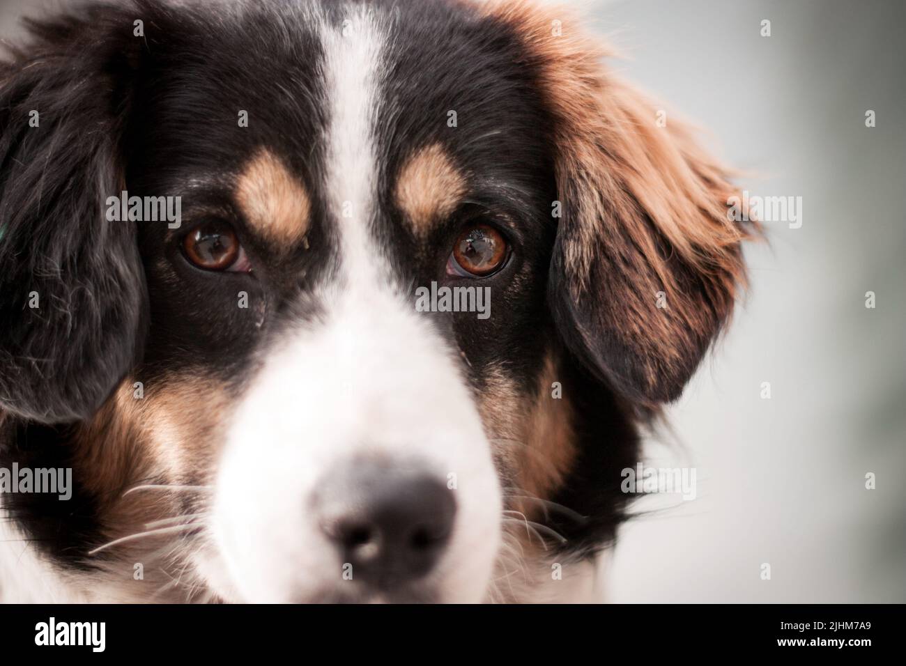 Cucciolo di cane vagone da solo all'aperto Foto Stock