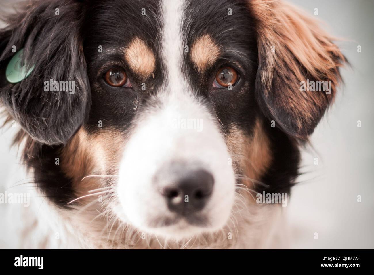 Cucciolo di cane vagone da solo all'aperto Foto Stock