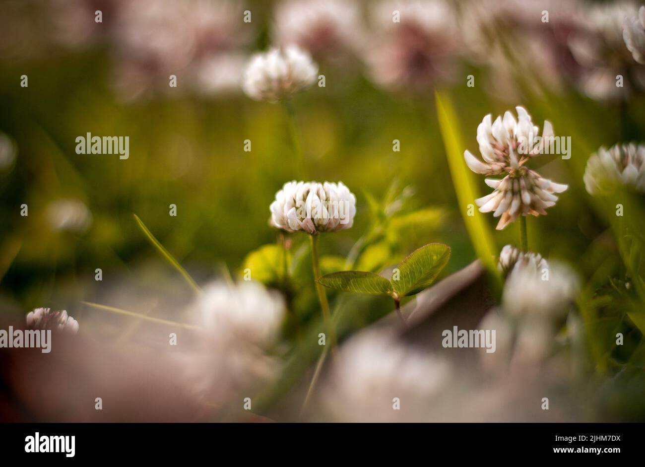 Primavera erba con i fiori Foto Stock