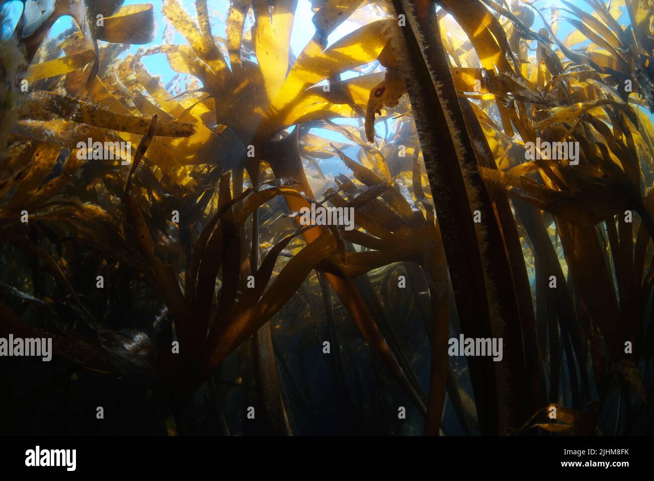 Alghe kelp sott'acqua nell'oceano Atlantico, alghe marine Furbellow Saccordhiza polischidi, Spagna, Galizia Foto Stock