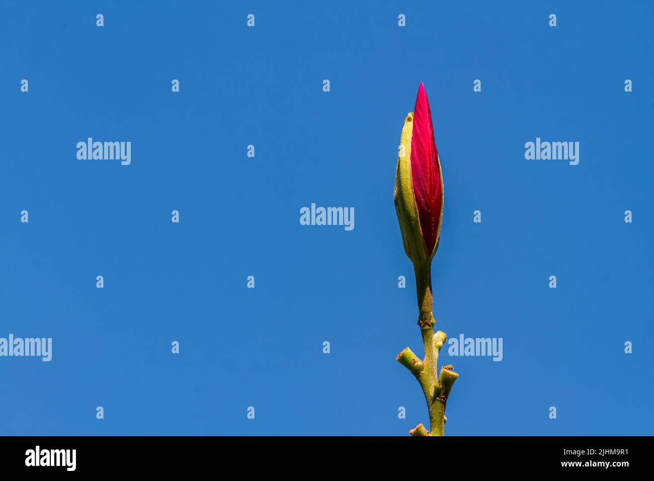 I boccioli di fiori di Bauhinia che fioriranno sono rossi con petali verdi, isolati su uno sfondo blu cielo Foto Stock