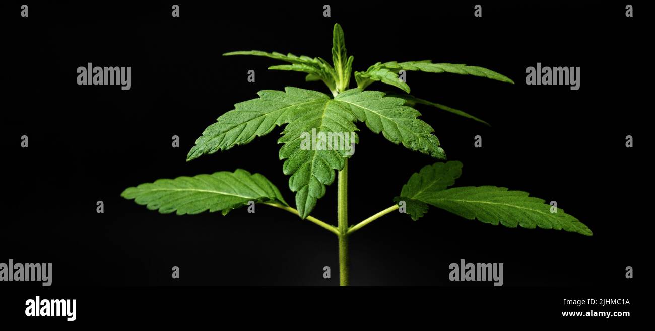 giovane pianta verde di cannabis su sfondo scuro. Foto Stock