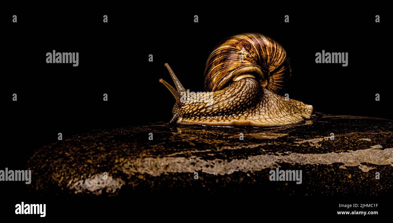 lumaca dell'uva seduta su una pietra su sfondo scuro. Foto Stock