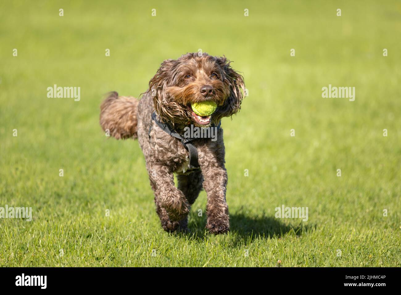 Cockapoo marrone che indossa il collare e l'imbracatura del cane che corre sull'erba con una palla da tennis in bocca Foto Stock