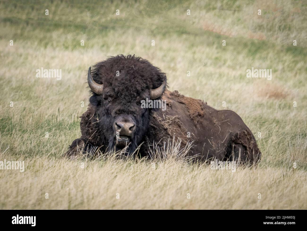 Single Bison o American Buffalo nel Custer state Park, nel South Dakota USA Foto Stock