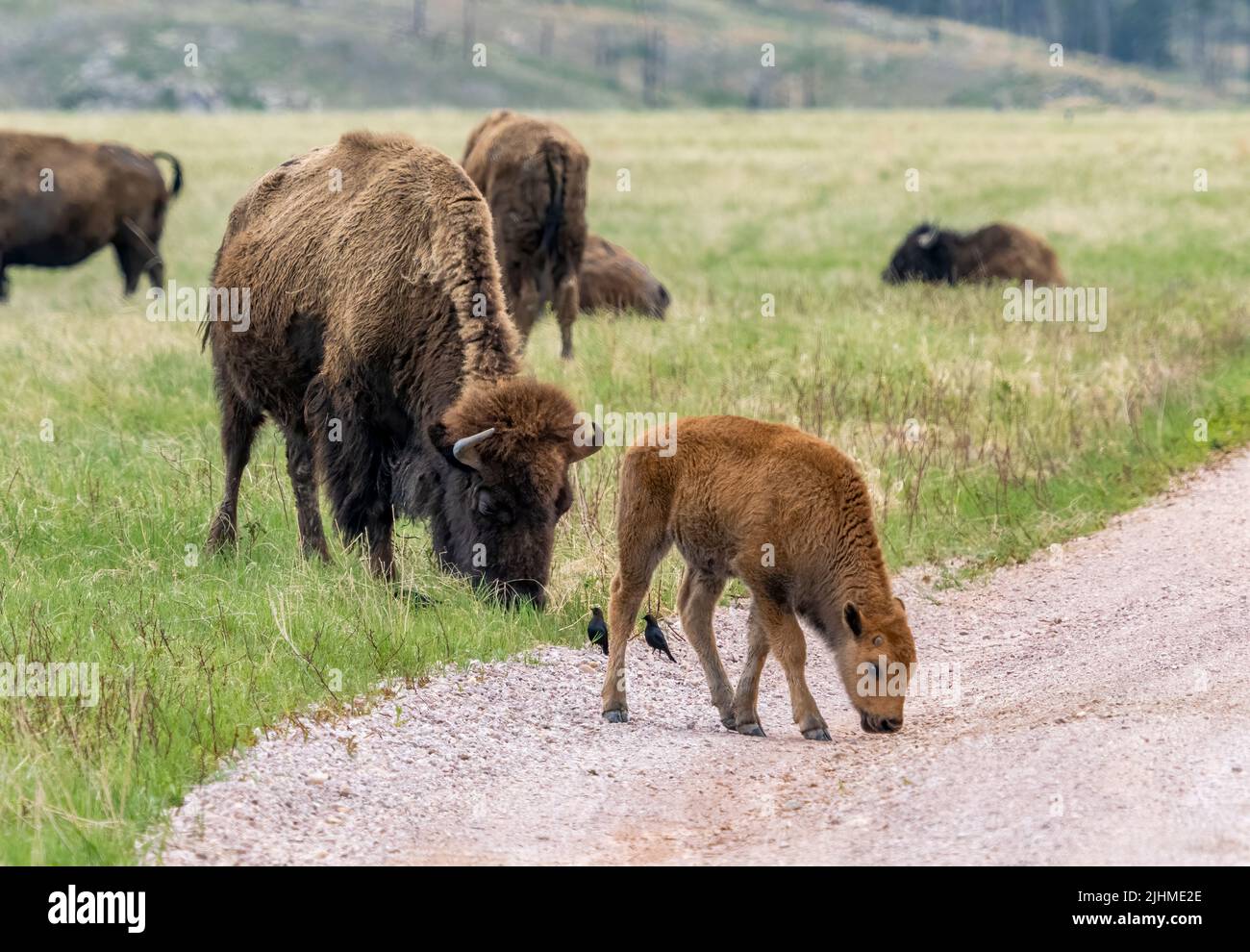 American Bison o Buffalo con vitello nel Wind Cave National Park nel South Dakota USA Foto Stock