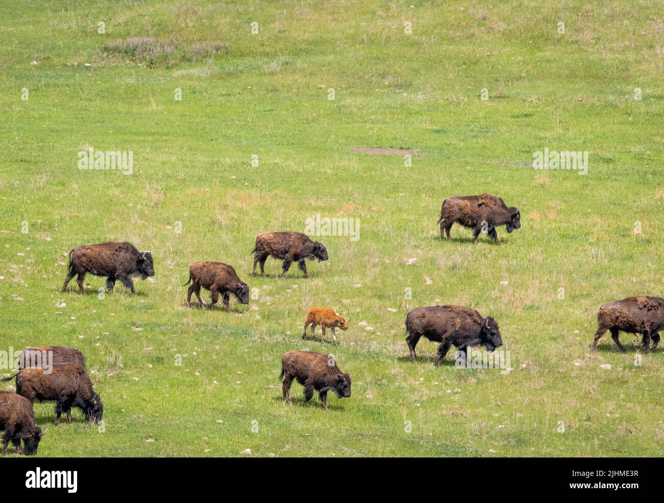 Mandria di bisonte americano o Buffalo sulle praterie nel Custer state Park nel South Dakota USA Foto Stock