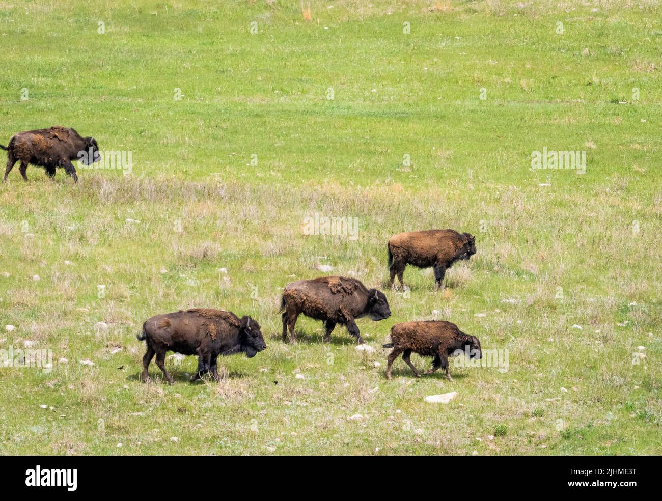 Mandria di bisonte americano o Buffalo sulle praterie nel Custer state Park nel South Dakota USA Foto Stock