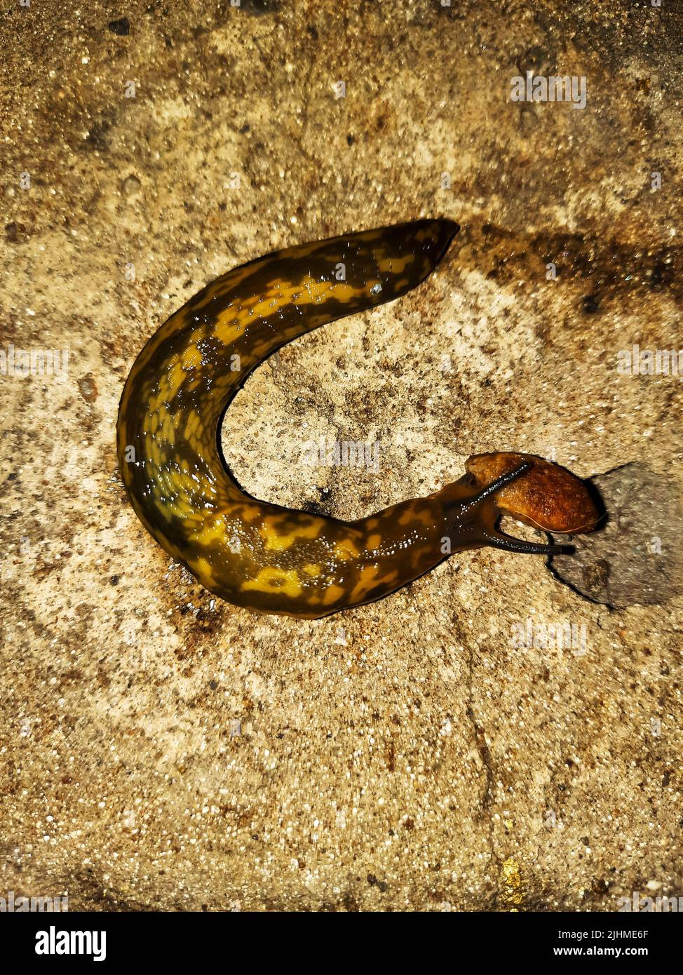 Lo slug striscia sulla superficie di calcestruzzo. Lo slug mangia cibo per cani. Serata estiva dopo la pioggia. Foto Stock
