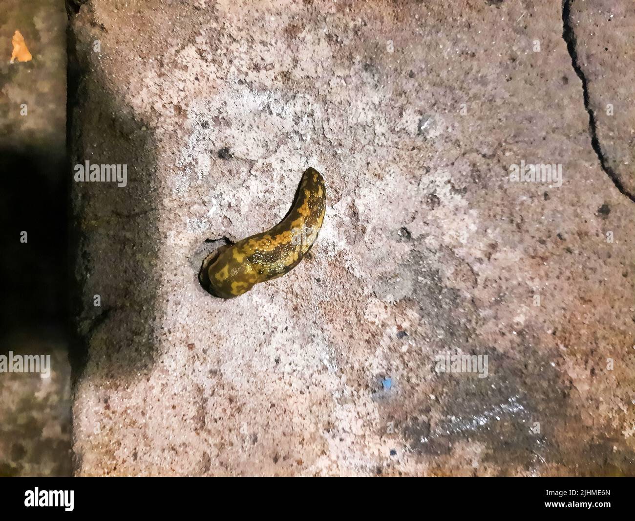 Lo slug striscia sulla superficie di calcestruzzo. Lo slug mangia cibo per cani. Serata estiva dopo la pioggia. Foto Stock
