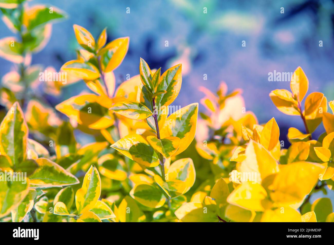 Cespuglio di arbusti di mirtilli gialli sul campo Foto Stock