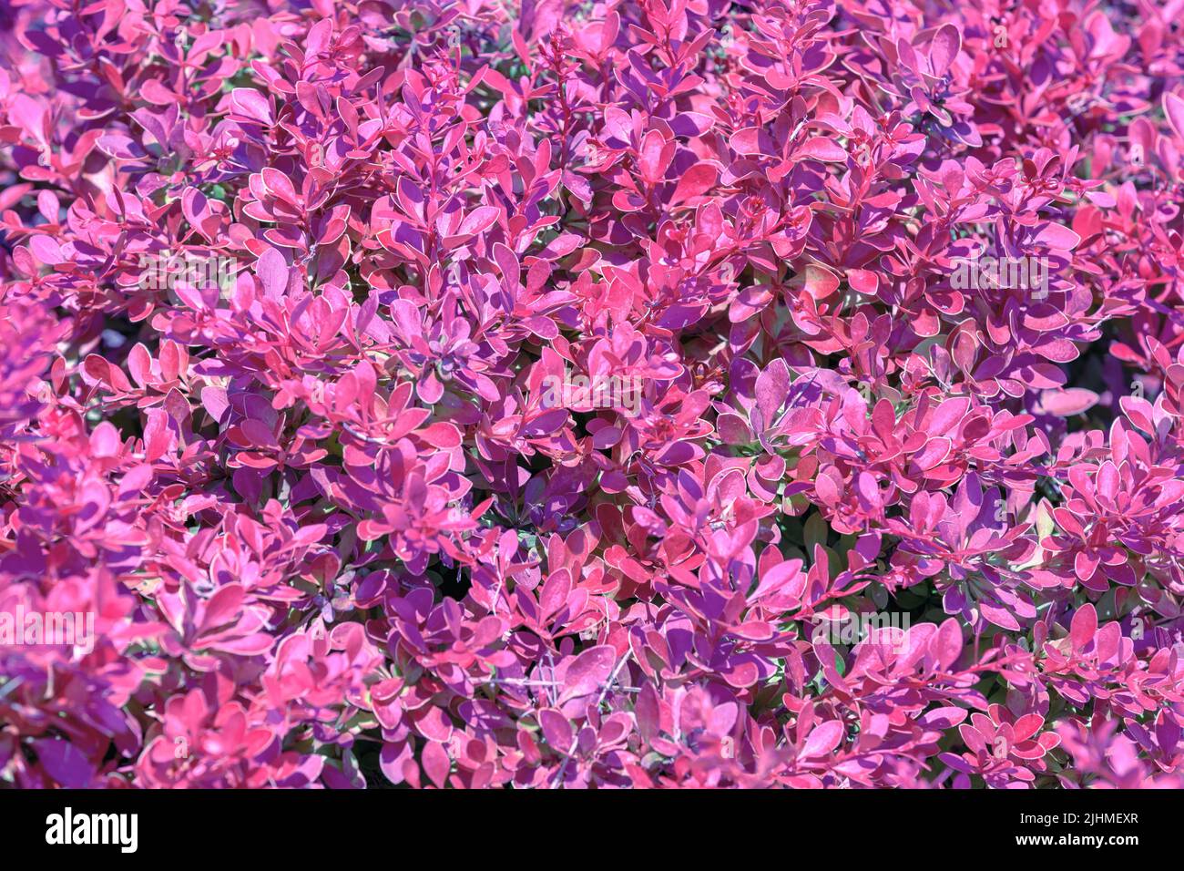Cespuglio di arbusti di bacche di rosa. Natura sfondo floreale Foto Stock
