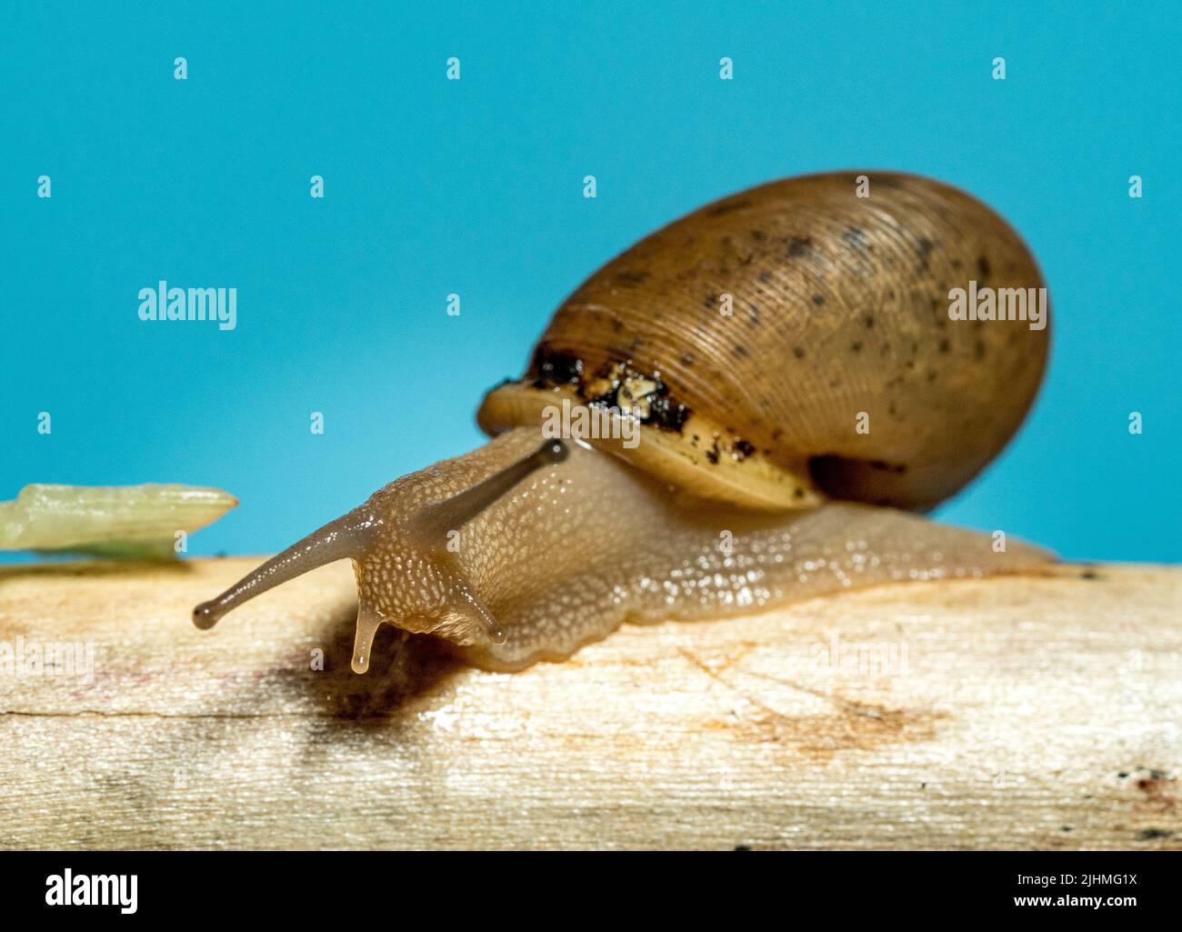 Studio girato di un animale domestico lumaca giardino e conchiglia salire su un ramo di legno e set su sfondo blu Foto Stock