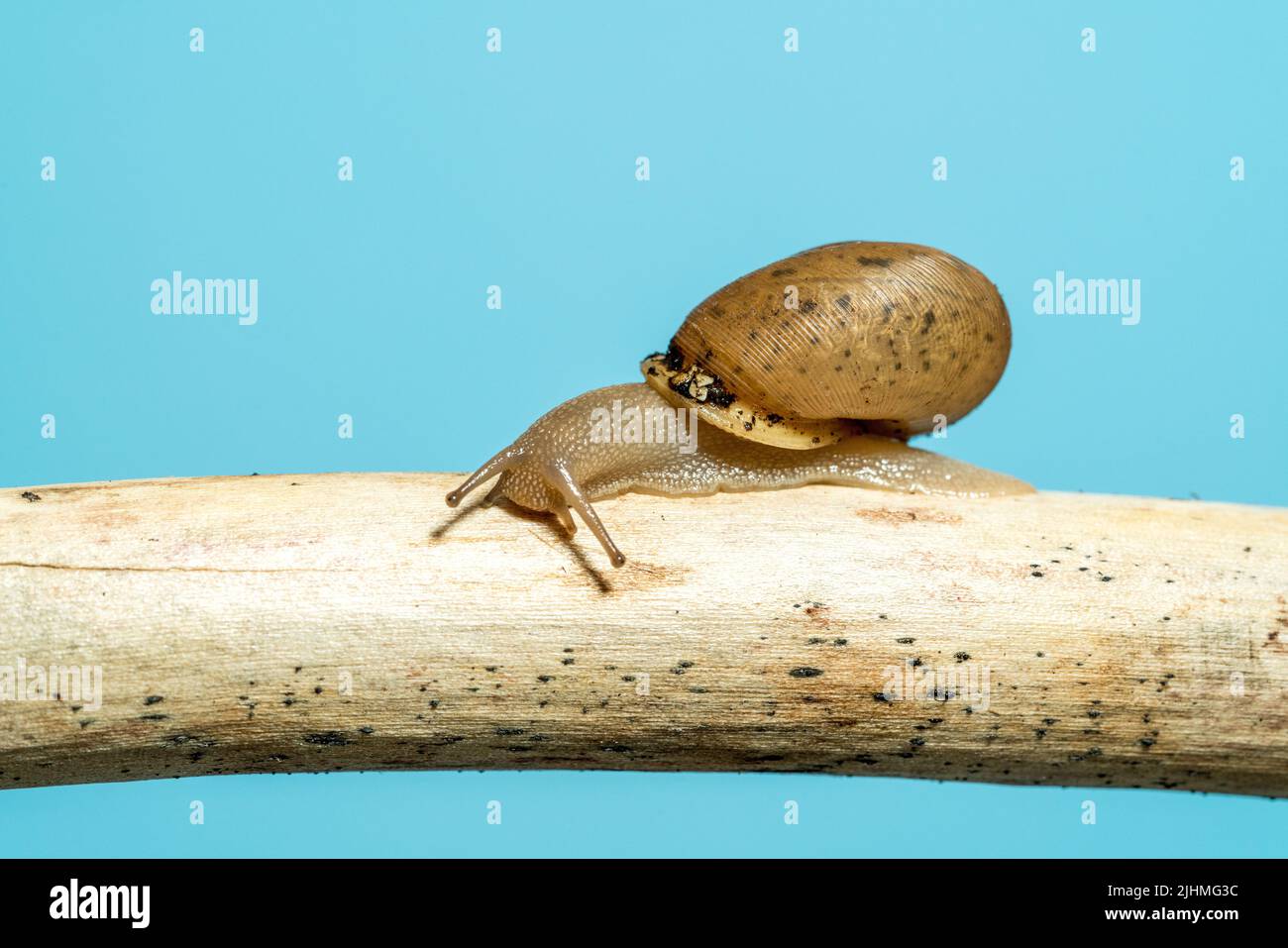 Studio girato di un animale domestico lumaca giardino e conchiglia salire su un ramo di legno e set su sfondo blu Foto Stock