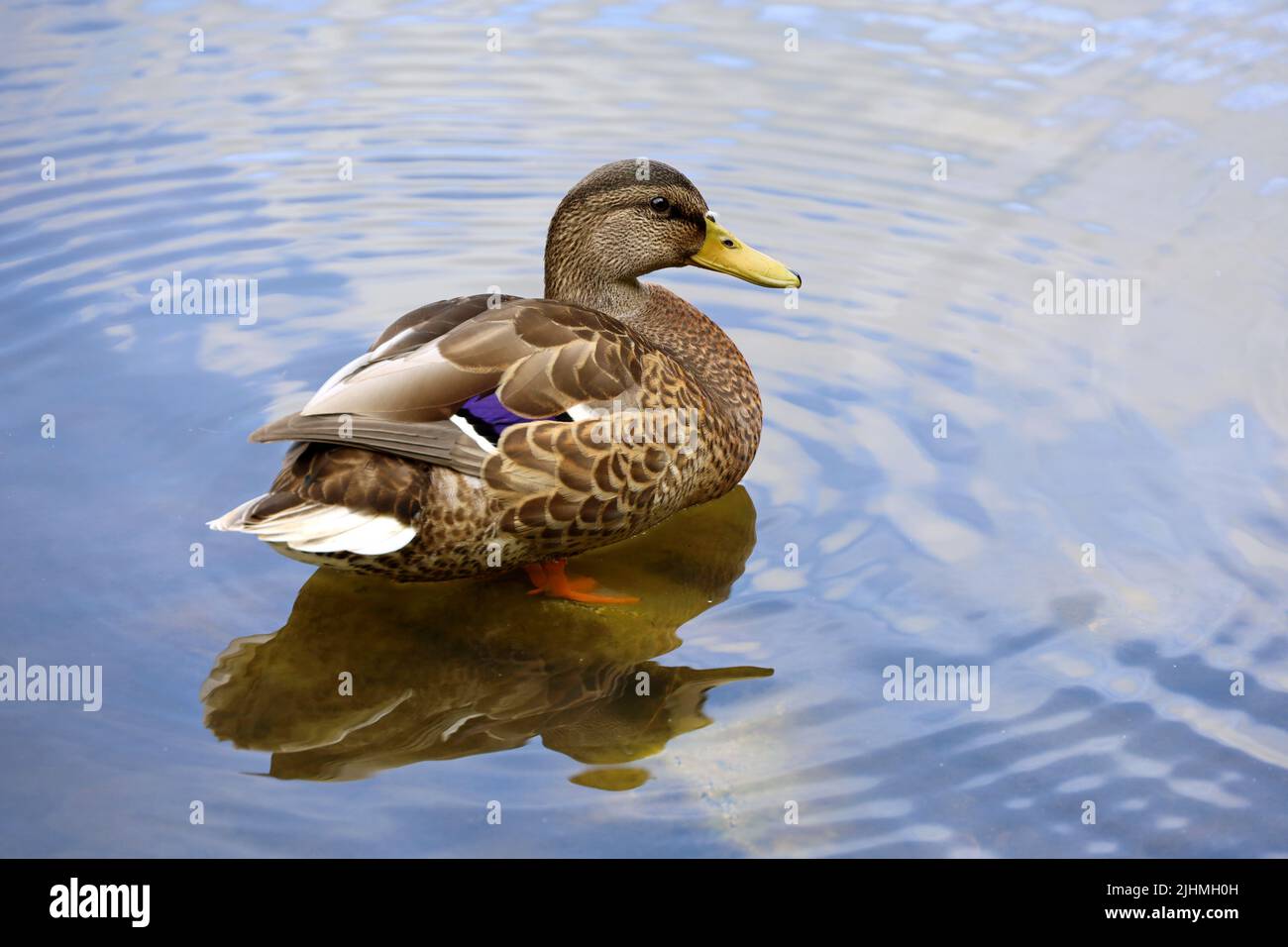 Anatra di Mallard che riposa su un lago nel parco estivo. Anatra femmina con riflesso del cielo in acqua blu Foto Stock