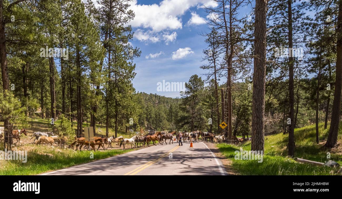 Equitazione cavalli attraversando Wildlife Loop Roadin l'area Blue Bell di Custer state Park nel South Dakota USA Foto Stock