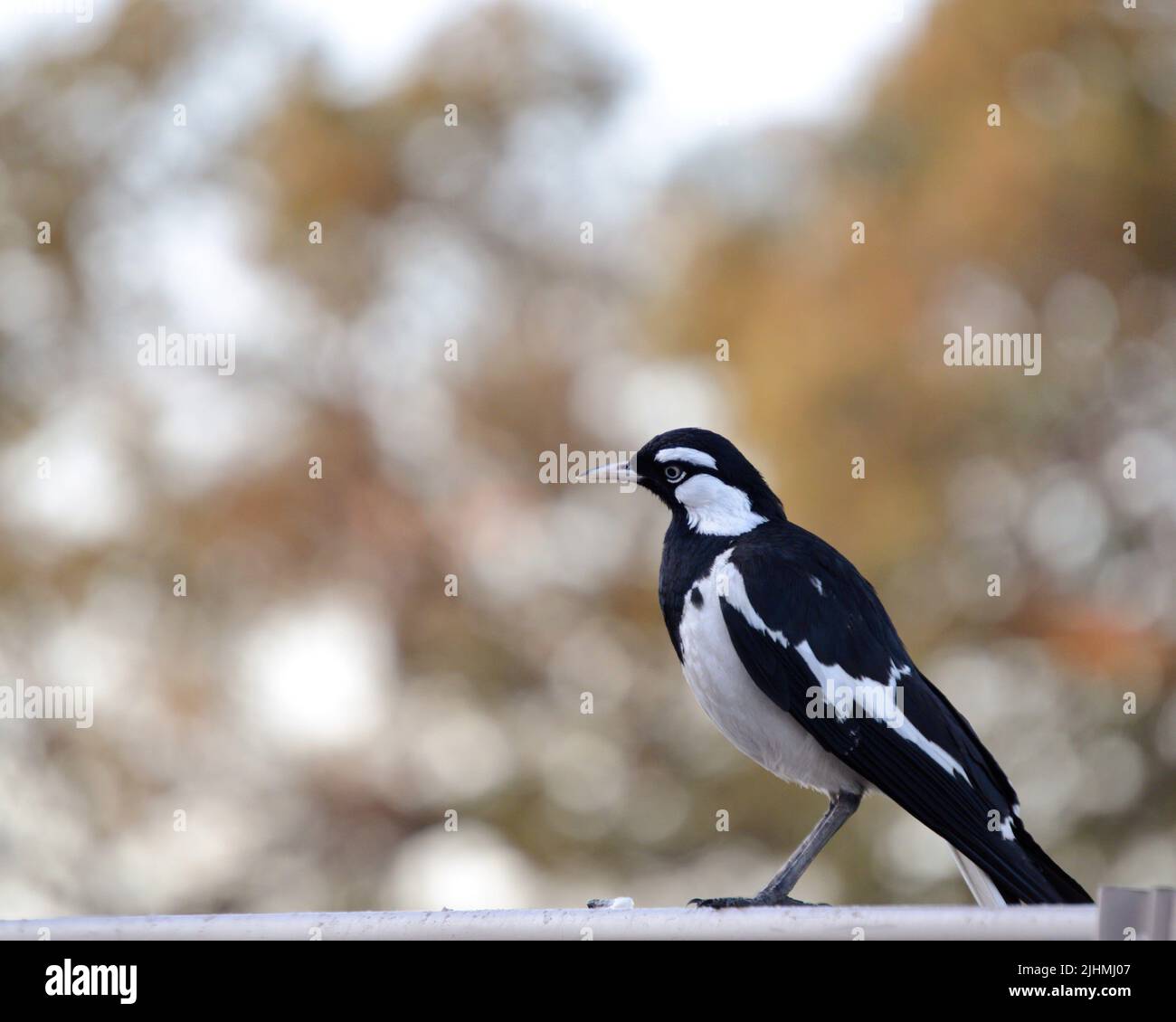 Magpie-lark (Grallina cyanoleuca) su Fence Foto Stock