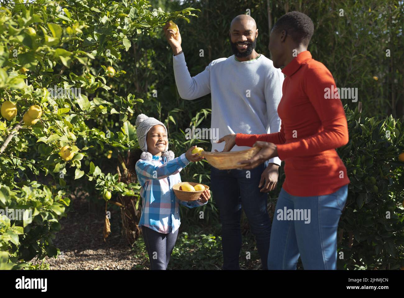 Immagine dei genitori afro-americani felici e della figlia che raccoglie i limoni Foto Stock