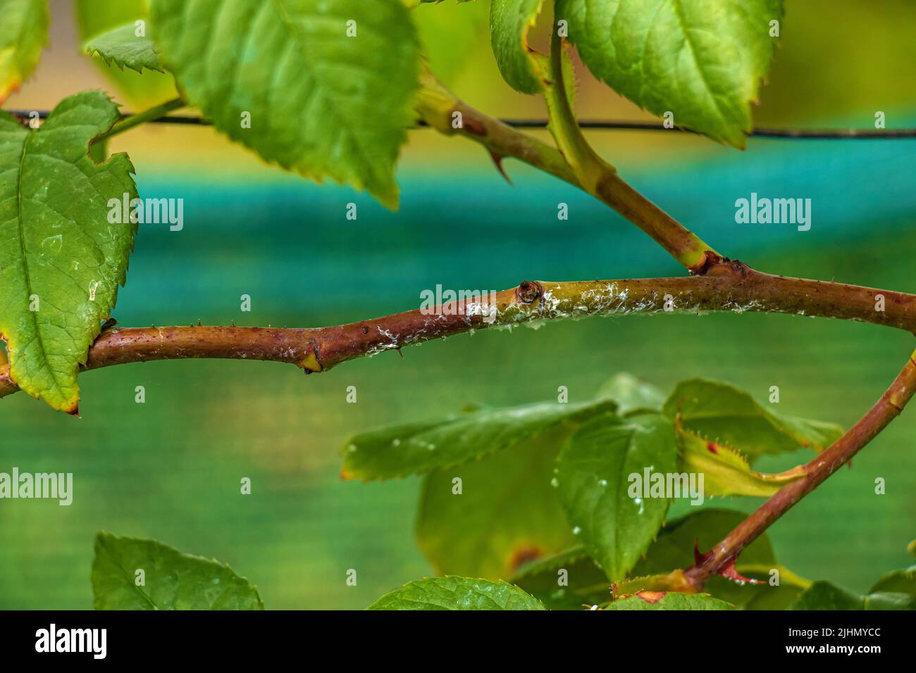 Un ramo di un'arrampicata rosa, pesantemente influenzata da muffa polverosa in un giardino estivo. Foto Stock