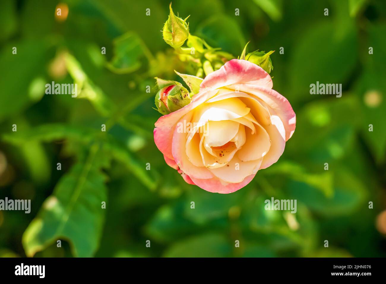 Primo piano di una rosa rosa rosa su sfondo verde. Delicata rosa in piena fioritura in giardino. Rosa bianca e rossa in giardino. Concetto di giardino. Ciao post Foto Stock
