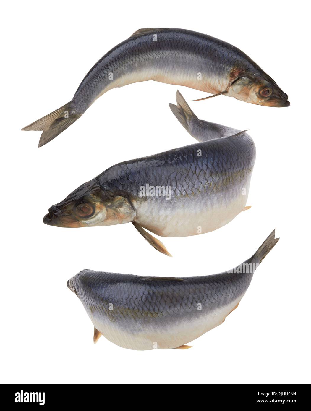 Pesce di aringa isolato su sfondo bianco Foto Stock