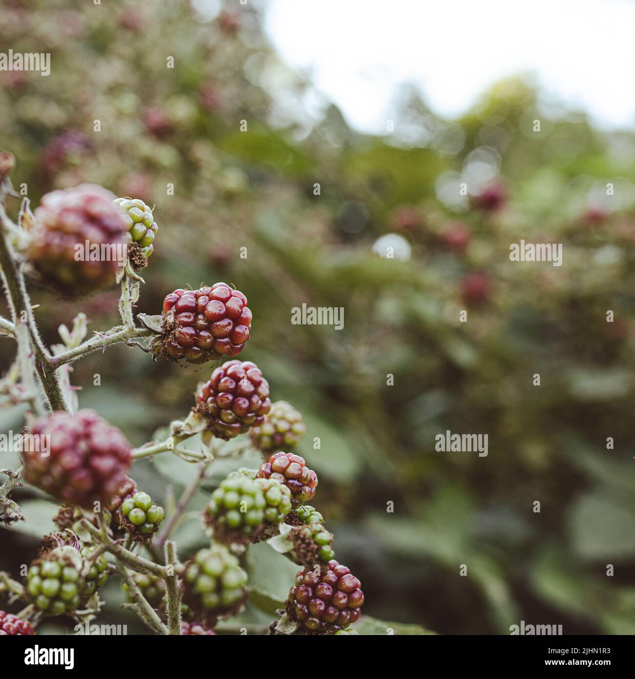 More non mature (Rubus fruticosus) che crescono in natura Foto Stock