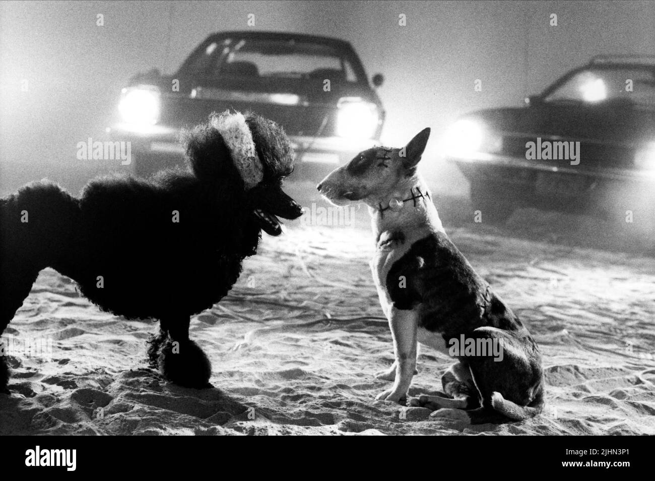 Persefone, Sparky, FRANKENWEENIE, 1984 Foto Stock