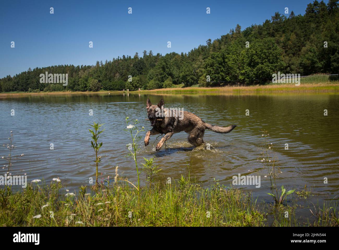 Cane pastore tedesco che gioca nel lago, Repubblica Ceca Foto Stock